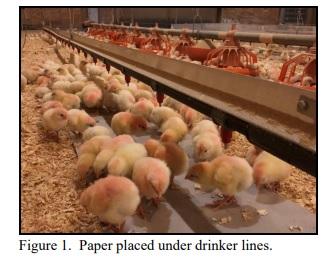 Does Placing Paper Under Drinker Lines Improve Chick Performance? - Image 1