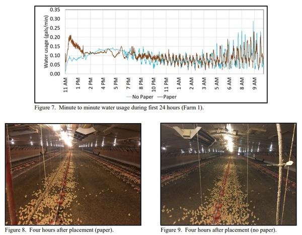 Does Placing Paper Under Drinker Lines Improve Chick Performance? - Image 4
