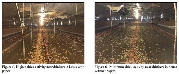 Does Placing Paper Under Drinker Lines Improve Chick Performance? - Image 3