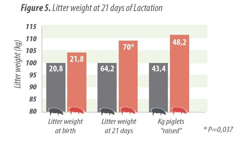Yeast probiotic solution in hyper prolific sows to improve weaning piglet weight & reduce mortality in lactation - Image 5