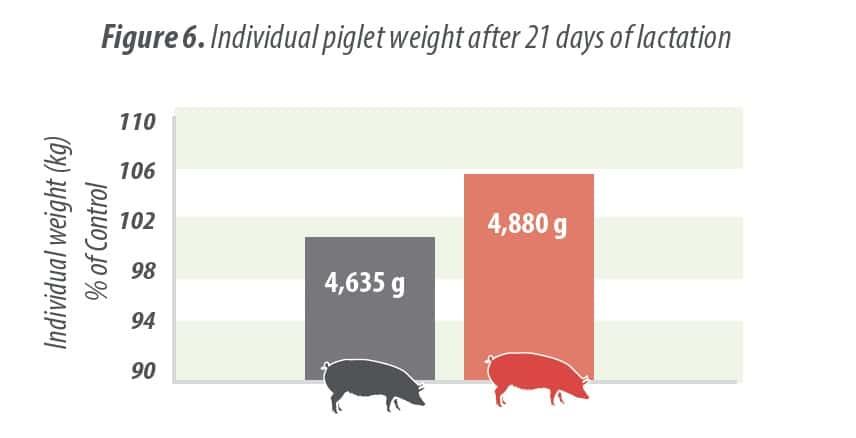 Yeast probiotic solution in hyper prolific sows to improve weaning piglet weight & reduce mortality in lactation - Image 6