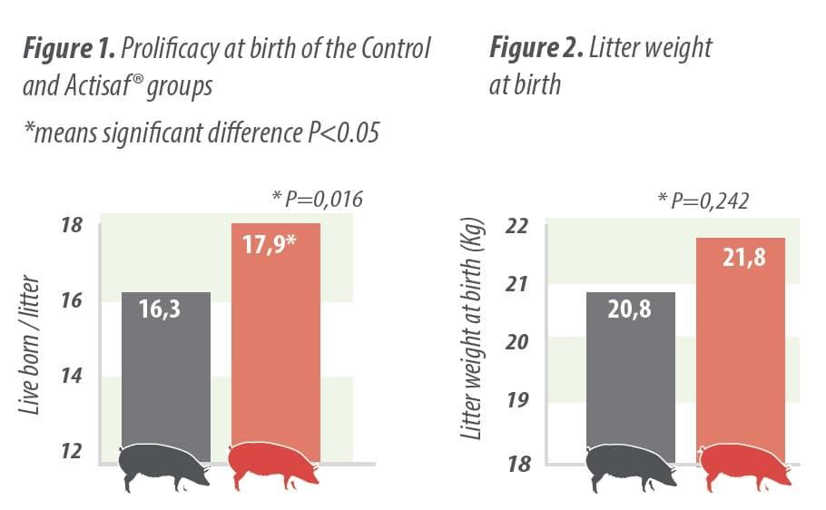 Yeast probiotic solution in hyper prolific sows to improve weaning piglet weight & reduce mortality in lactation - Image 3