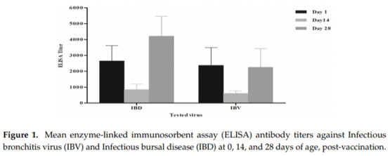 Field Efficacy of an Attenuated Infectious Bronchitis Variant 2 Virus Vaccine in Commercial Broiler Chickens - Image 3