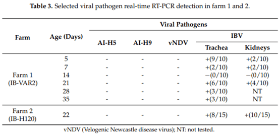 Field Efficacy of an Attenuated Infectious Bronchitis Variant 2 Virus Vaccine in Commercial Broiler Chickens - Image 5