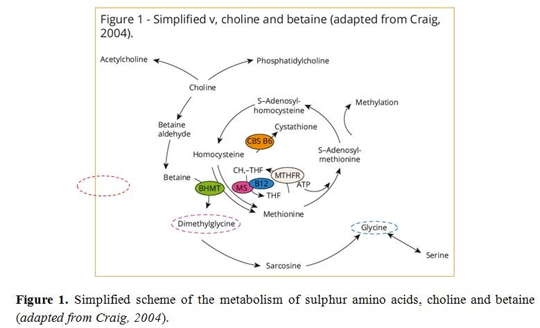 The interaction between betaine and crude protein and broiler feed - Image 1