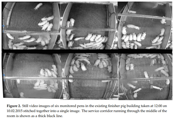 Using CFD Modelling to Relate Pig Lying Locations to Environmental Variability in Finishing Pens - Image 2