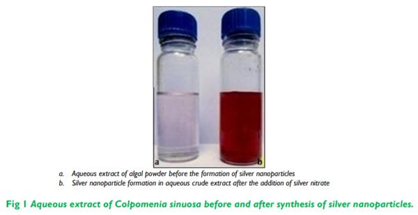 Biosynthesis and Characterization of Silver Nanoparticles from Marine Seaweed Colpomenia Sinuosa and its Antifungal Efficacy - Image 1