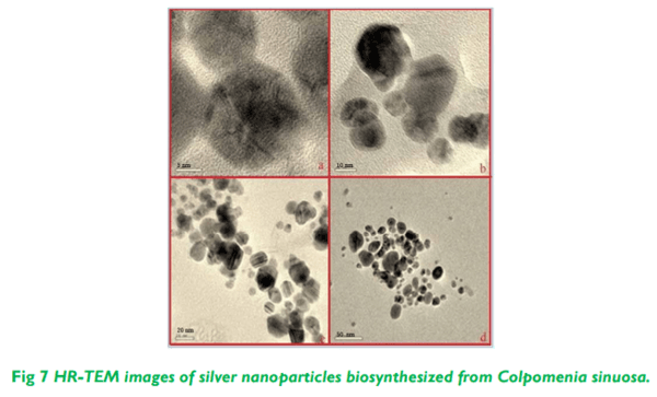 Biosynthesis and Characterization of Silver Nanoparticles from Marine Seaweed Colpomenia Sinuosa and its Antifungal Efficacy - Image 7