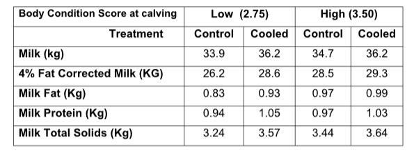 The cows calving in early summer need to be in proper body condition, in addition to be intensively cooled - Image 1