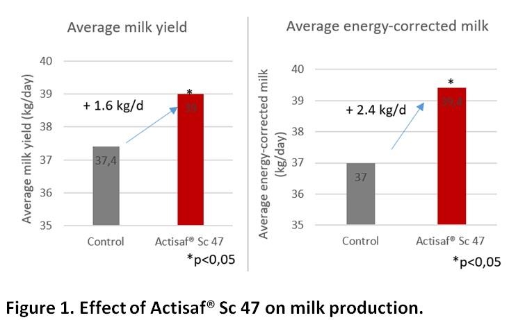 Yeast probiotic Actisaf® Sc 47 boosts milk production in early-lactation dairy cows - Image 3