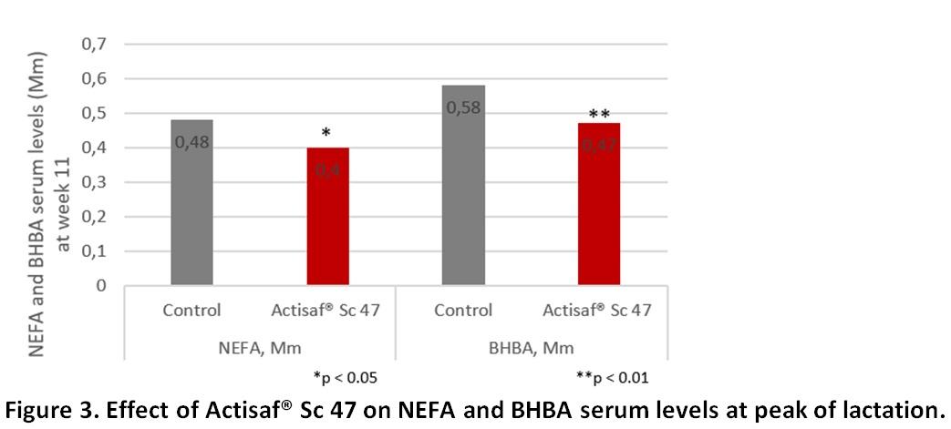 Yeast probiotic Actisaf® Sc 47 boosts milk production in early-lactation dairy cows - Image 5