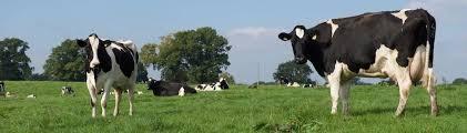 Optimizing dairy cow farming efficiency through feed efficiency: improve forage fiber digestibility - Image 1
