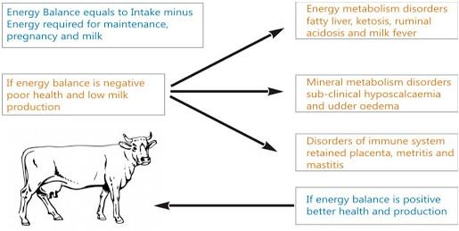 Feeding of Dam During Postpartum Period to Augment Fertility in Bovines: A Scientific Approach - Image 1