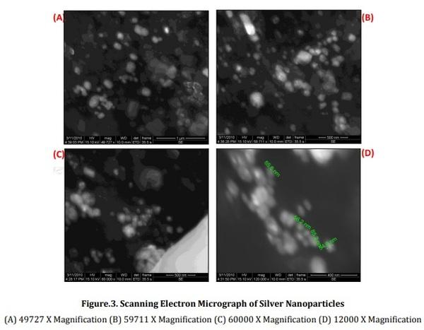 Biological synthesis of silver nanoparticles from marine alga Colpomenia sinuosa and its in vitro anti-diabetic activity - Image 2