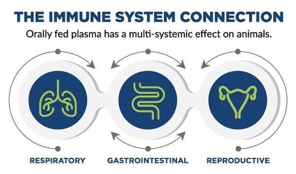 Plasma enhances health status in all phases of production - Image 2
