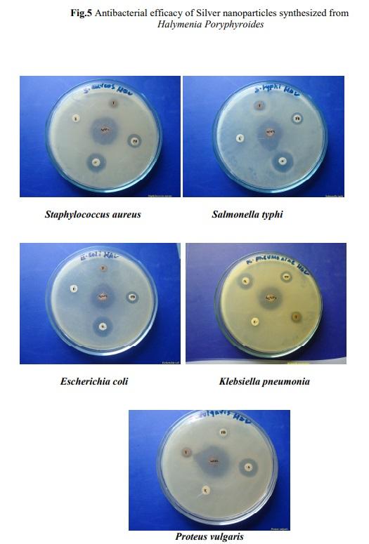 Bio-synthesis of silver nano particles from marine alga Halymenia Poryphyroides and its antibacterial efficacy - Image 6
