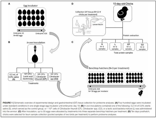 A Proteomic View of the Cross-Talk Between Early Intestinal Microbiota and Poultry Immune System - Image 1