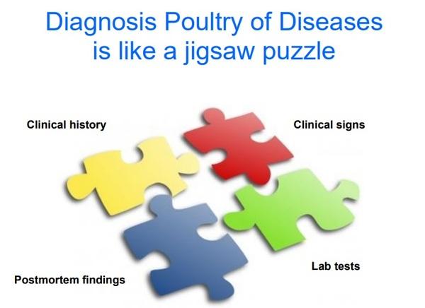 The Art and Science of Diagnosis of Poultry Diseases - Image 1