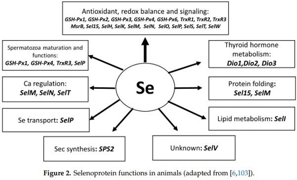 Revisiting Oxidative Stress and the Use of Organic Selenium in Dairy Cow Nutrition - Image 5