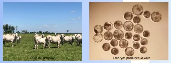 Effect of breed type on production of bovine embryos: Experience in Paraguay - Image 2