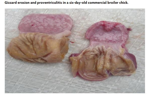Gizzard erosion in broilers and the impact of avian adenoviruses - Image 1