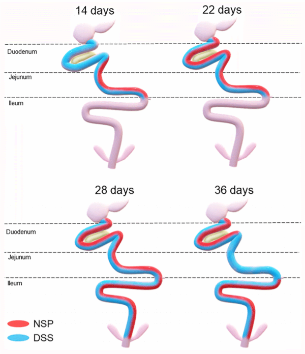 FIGURE 5 | Temporal and spatial evolution of the intestinal inflammation response triggered by a high non-starch pollisacharyde diet (NSP) diet or a DSS challenge in broilers. Areas painted with red and/or blue signalizing the affected* areas in birds fed NSP diet (red) or in birds challenged with the DSS protocol (blue). *affected areas: areas with poor intestinal health (higher microscopic ISI scores).
