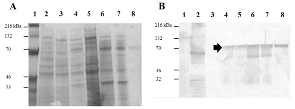 Figure 2. Purification of recombinant, biotin-tagged, S. Enteritidis H1 g,m antigen. Molecular weight markers (lane 1), S. Enteritidis wild type, whole cells (lane 2), E. coli BL21 whole cells (lane 3), E. coli BL21 with pJMZ42 induced with 0.1 mM IPTG for 10 h: whole cells (lane 4); insoluble fraction following removal of guanidine HCl via dialysis (lane 5); soluble fraction following removal of guanidine HCl via dialysis (lane 6); protein remaining in soluble fraction following binding of proteins to affinity chromatography resin (lane 7); and purified g,m recombinant antigen following elution from avidin beads with 5 mM biotin (lane 8). The arrow indicates the correct size for the g,m protein fusion. (A) SDS-PAGE. (B) Western Blot using Spicer-Edwards anti- H1 i, g,m sera to detect recombinant H1 g,m antigen.