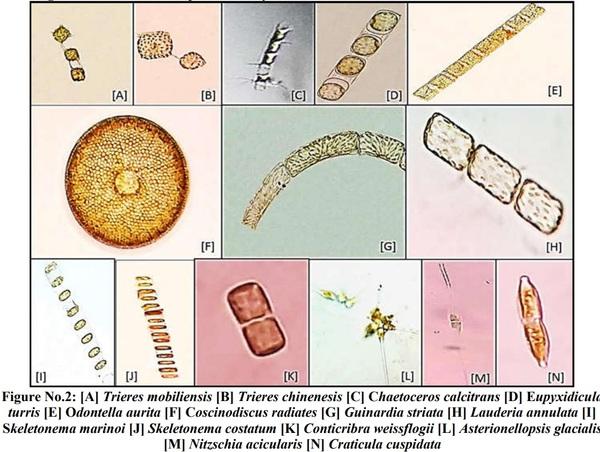 Larger Diatom Flora Isolated and Identified from the Northeast Pelagic Seacoast of Marakkanam, Tamil Nadu, India - Image 4