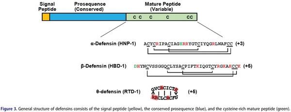 Antimicrobial peptides as an alternative to relieve antimicrobial growth promoters in poultry - Image 3