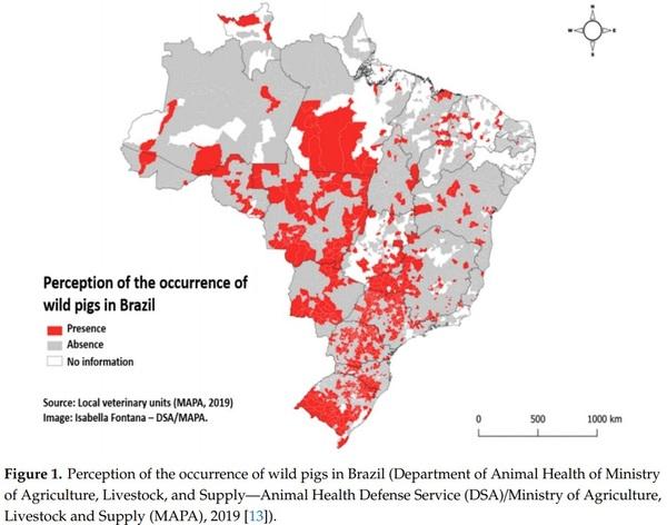 Achievements and Challenges of Classical Swine Fever Eradication in Brazil - Image 2