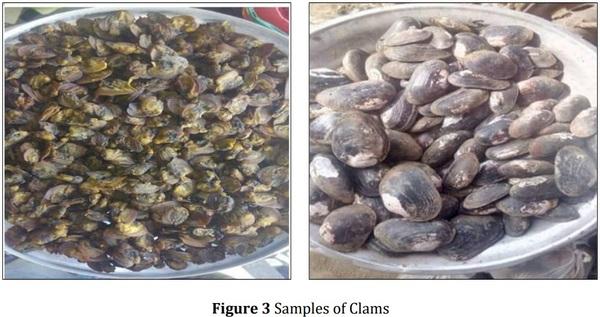 Investigation of heavy metal levels of clams (Egeria radiata) sold in open markets in Port Harcourt and Yenagoa, Nigeria - Image 3