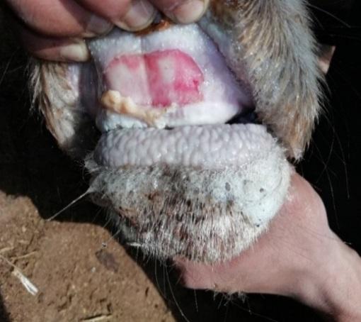 Foot-and-Mouth Disease Outbreak at Bageshwori Gaushala, Chitwan, Nepal - Image 2