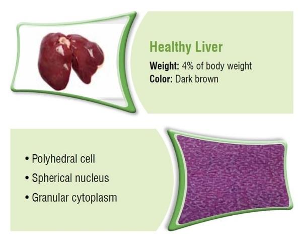 Poultry Liver: An Easy target for all Toxins… But a tough fighter too - Image 1