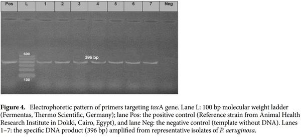 < p> Emerging MDR-Pseudomonas aeruginosa in fish commonly harbor oprL and toxA virulence genes and bla< sub> TEM< /sub> , bla< sub> CTX-M< /sub> , and tetA antibiotic-resistance genes< /p> - Image 9
