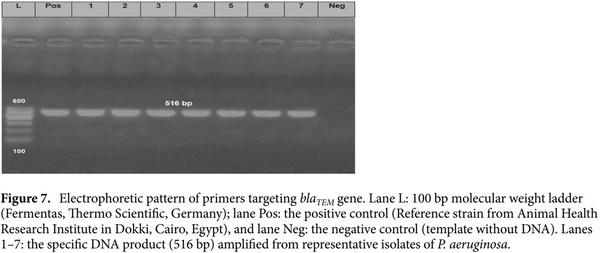 < p> Emerging MDR-Pseudomonas aeruginosa in fish commonly harbor oprL and toxA virulence genes and bla< sub> TEM< /sub> , bla< sub> CTX-M< /sub> , and tetA antibiotic-resistance genes< /p> - Image 12