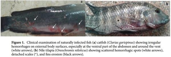 < p> Emerging MDR-Pseudomonas aeruginosa in fish commonly harbor oprL and toxA virulence genes and bla< sub> TEM< /sub> , bla< sub> CTX-M< /sub> , and tetA antibiotic-resistance genes< /p> - Image 2