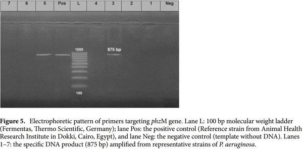 < p> Emerging MDR-Pseudomonas aeruginosa in fish commonly harbor oprL and toxA virulence genes and bla< sub> TEM< /sub> , bla< sub> CTX-M< /sub> , and tetA antibiotic-resistance genes< /p> - Image 10