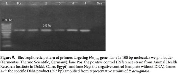 < p> Emerging MDR-Pseudomonas aeruginosa in fish commonly harbor oprL and toxA virulence genes and bla< sub> TEM< /sub> , bla< sub> CTX-M< /sub> , and tetA antibiotic-resistance genes< /p> - Image 14