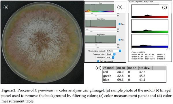 Fusarium graminearum Colors and Deoxynivalenol Synthesis at Different Water Activity - Image 2