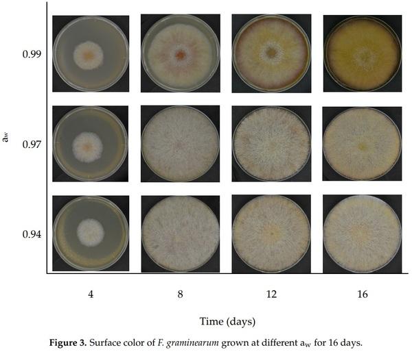 Fusarium graminearum Colors and Deoxynivalenol Synthesis at Different Water Activity - Image 3