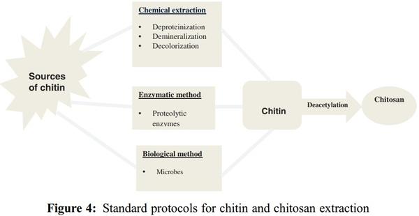 A Review of Various Sources of Chitin and Chitosan in Nature - Image 4