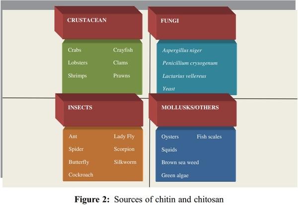 A Review of Various Sources of Chitin and Chitosan in Nature - Image 2