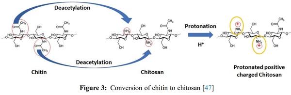 A Review of Various Sources of Chitin and Chitosan in Nature - Image 3