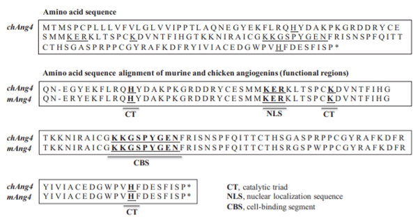 Figure 2. Predicted amino acid sequences and amino acid alignment of murine and chicken angiogenins 4 (functional regions). * 5 30 end of the corresponding sequence. GenBank accession number for mouse Ang4 5 AAH42938.2; GenBank accession number for chAng4 5 NP_001157124.1.