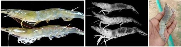 Emerging Skeletal Muscle Necrosis Diseases in Vannamei Shrimp (Litopenaeus vannamei) - Image 2