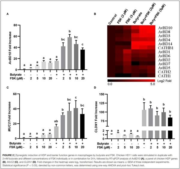 Butyrate and Forskolin Augment Host Defense, Barrier Function, and Disease Resistance Without Eliciting Inflammation - Image 2