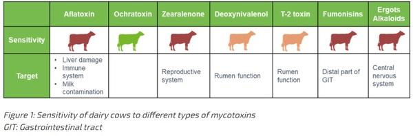 Mycotoxins in dairy cows: the role of rumen - Image 2