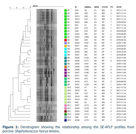 Genetic diversity and antimicrobial resistance of Staphylococcus hyicus isolated from sows with purulent vulvar discharge - Image 2