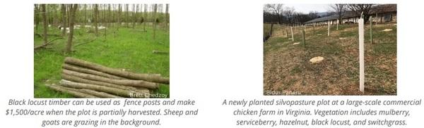 Silvopasture-based poultry production - Image 4