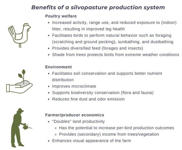 Silvopasture-based poultry production - Image 6